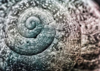 Körperpsychotherapie – Eine Schnecke symbolisiert die Körpermitte